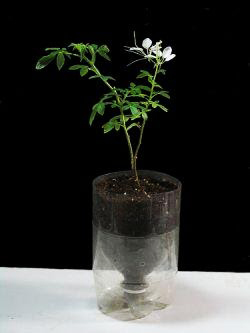 اعمال يدوية 8